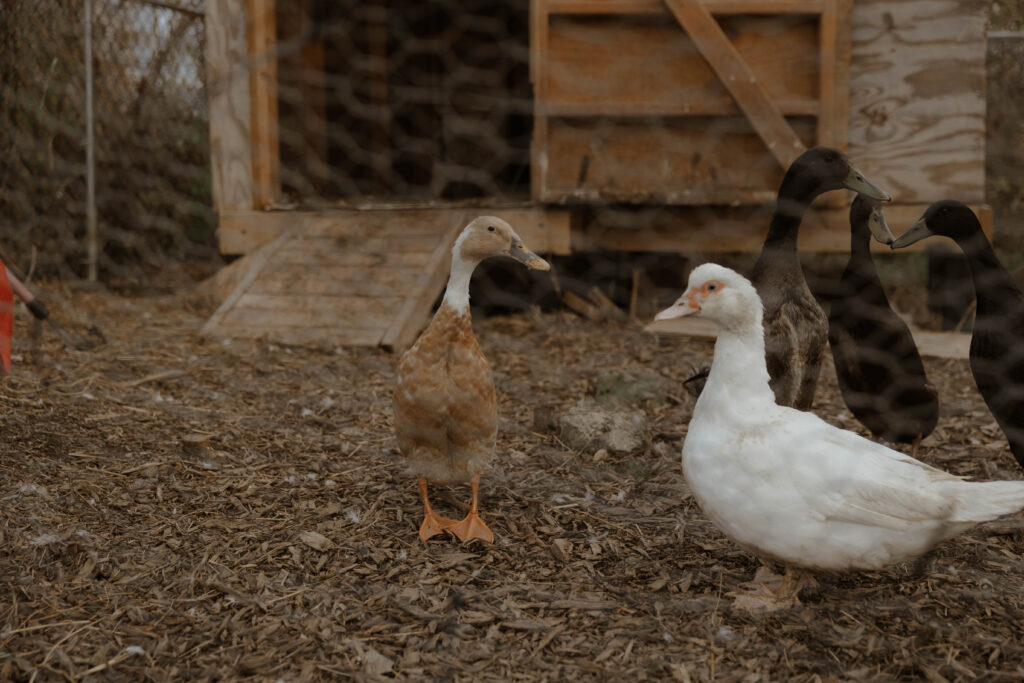 A closeup shot of some backyard ducks.